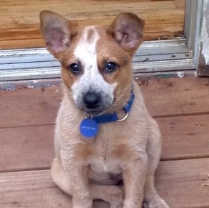 Meet your Posher, Leigh